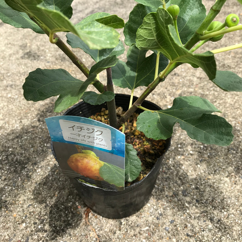 スターフルーツ。果樹。鉢ごと無料で発送致します。 【公式通販】