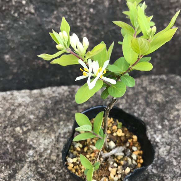 【送料込】可愛い♡山野草♡シロバナ(白花)♡ヒョウタンボク♡鉢ごと発送♡ 8枚目の画像