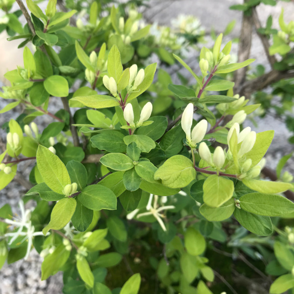 【送料込】可愛い♡山野草♡シロバナ(白花)♡ヒョウタンボク♡鉢ごと発送♡ 9枚目の画像