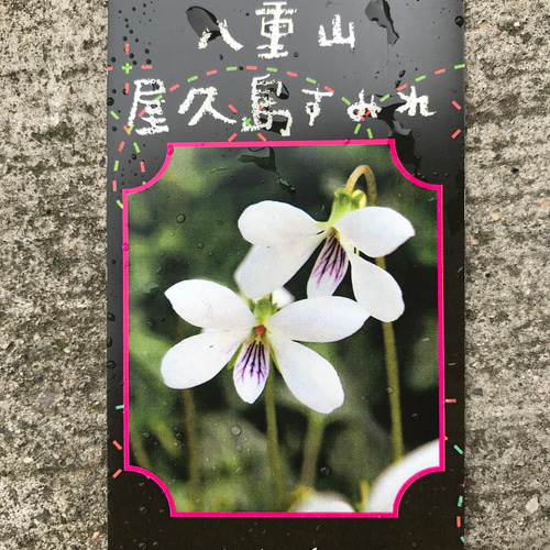 送料込】可愛い♡白くて可憐な八重山屋久島スミレ♡四季咲き♡鉢