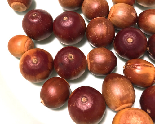 くぬぎどんぐり〜数売りいたします♪〜 その他素材 キク 通販 4715215