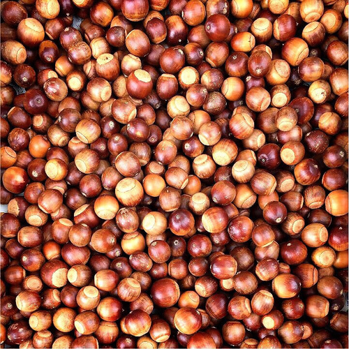 くぬぎどんぐり〜数売りいたします♪〜 その他素材 キク 通販 4715215