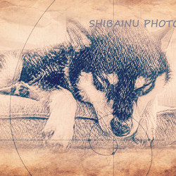 　柴犬　写真　アート　デザイン画 2枚目の画像