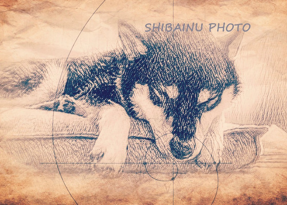 　柴犬　写真　アート　デザイン画 2枚目の画像