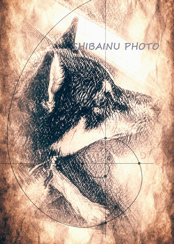 　柴犬　写真　アート　デザイン画 4枚目の画像