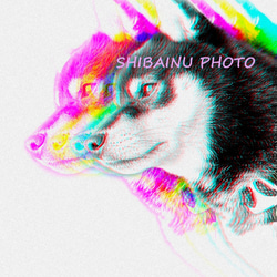 　柴犬　写真　アート　デザイン画 5枚目の画像