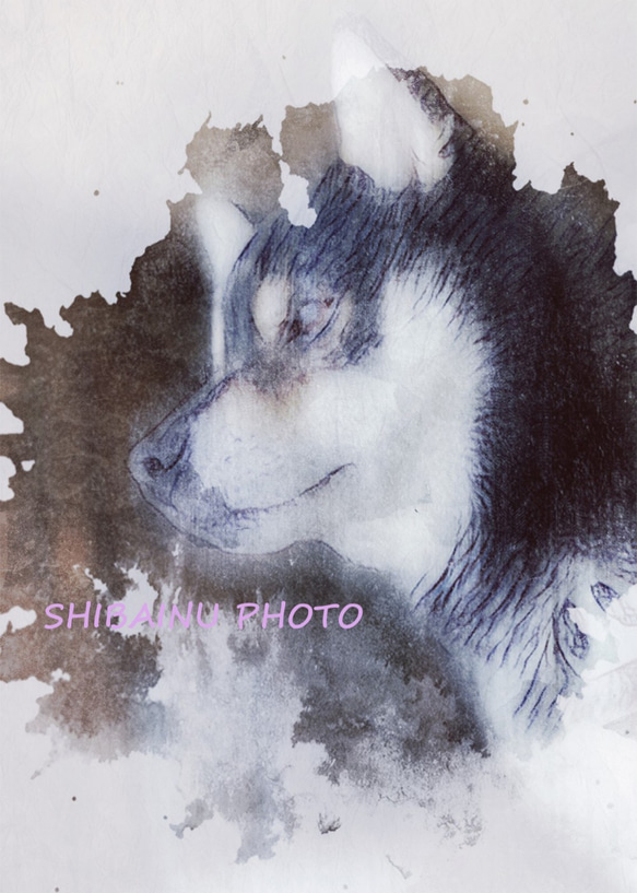 　柴犬　写真　アート　デザイン画 1枚目の画像