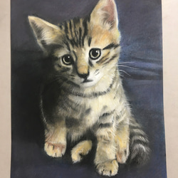 版画「丸まる猫（水色の座布団）」 版画 takeshiro painting 通販