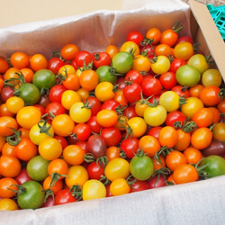 【飛騨高山産】　有機栽培トマト　詰め合わせ　「彩りトマト」　3kg 1枚目の画像