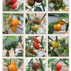 【飛騨高山産】　有機栽培トマト　詰め合わせ　「彩りトマト」　3kg 3枚目の画像