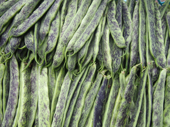 飛騨・美濃伝統野菜 有機栽培「あきしまささげ」200g×2袋 送料込み