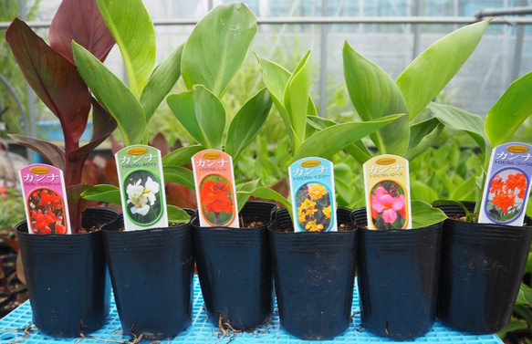 花苗 カンナ苗 3号セミロングポット お試し6色セット その他インテリア