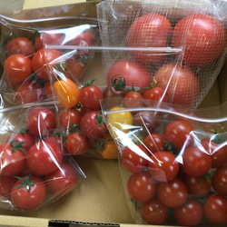 【飛騨高山産】　有機栽培トマト　詰め合わせ　「いろんなトマト」＋α　約2kg（トマト類） 2枚目の画像