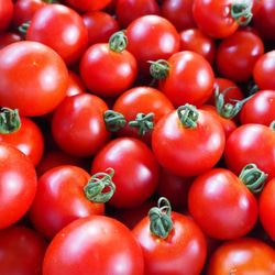 【飛騨高山産】　有機栽培トマト　ミディトマト「シンディースィート」　1kg 1枚目の画像