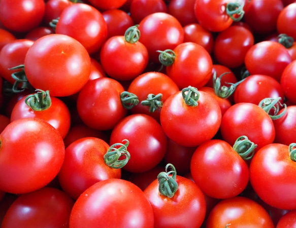 【飛騨高山産】　有機栽培トマト　ミディトマト「シンディースィート」　1kg 1枚目の画像