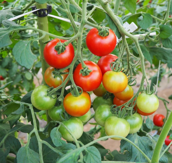 【飛騨高山産】　有機栽培トマト　ミディトマト「シンディースィート」　1kg 2枚目の画像