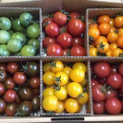 有機栽培トマト　詰め合わせ　300g×6種　1.8kg 1枚目の画像