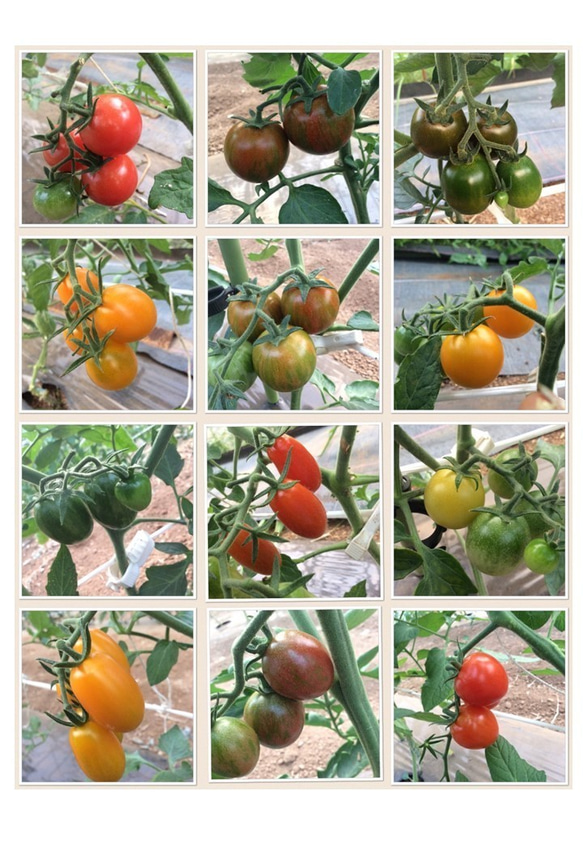 【飛騨高山産】　有機栽培トマト　詰め合わせ　「彩りトマト」　1kg 3枚目の画像