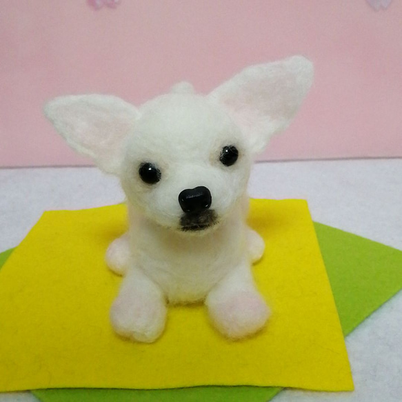 羊毛フェルトスムースコートチワワ