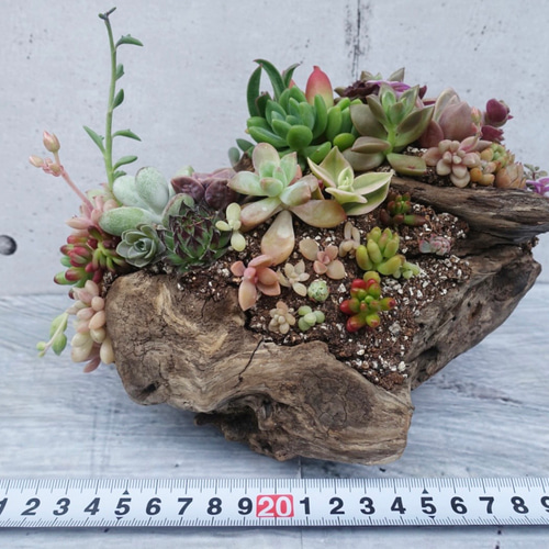 流木 多肉植物寄せ植え 077 多肉植物 GREENSHOP YURAYURA 通販
