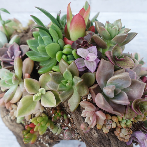 流木 多肉植物寄せ植え 077 多肉植物 GREENSHOP YURAYURA 通販