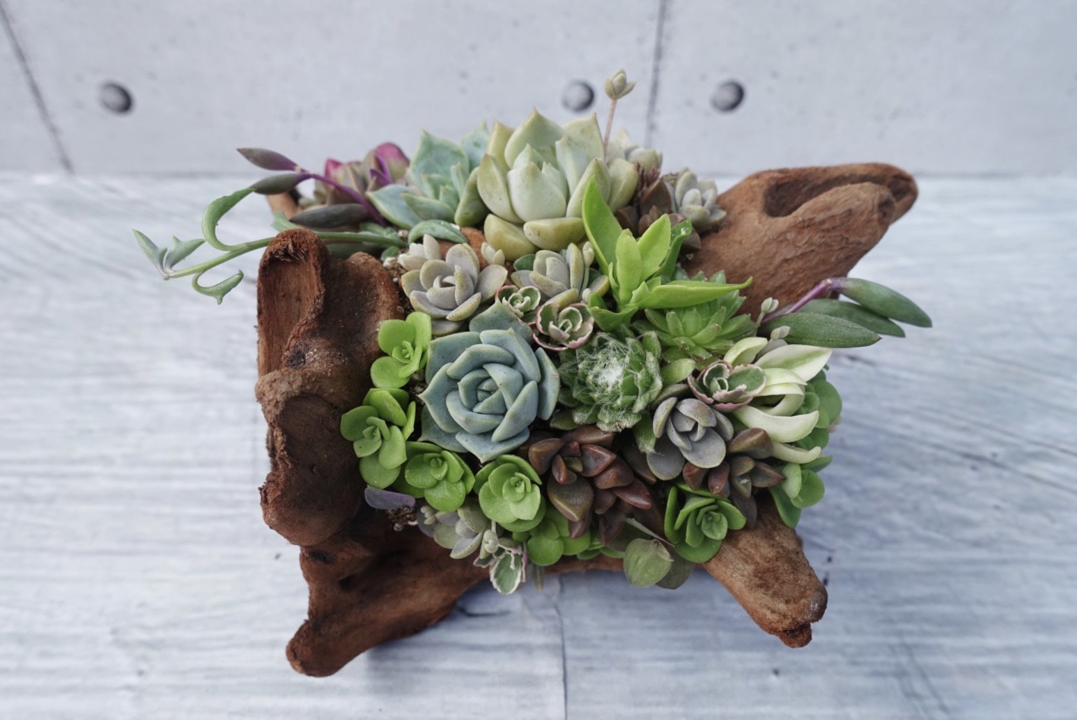 流木 多肉植物寄せ植え 106 多肉植物 GREENSHOP YURAYURA 通販