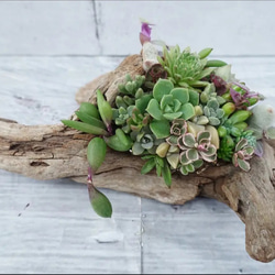 流木 多肉植物寄せ植え 135 多肉植物 GREENSHOP YURAYURA 通販