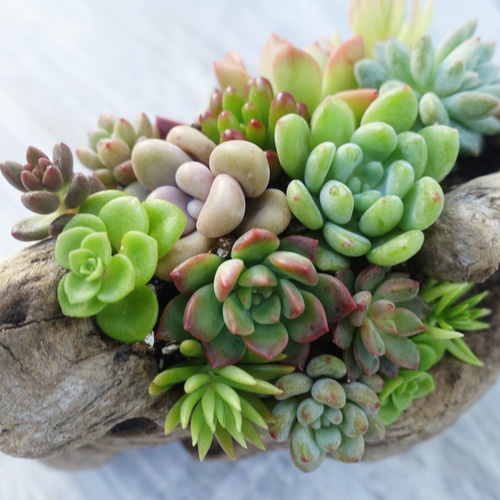 流木 多肉植物寄せ植え 142 多肉植物 GREENSHOP YURAYURA 通販