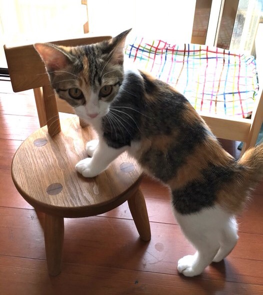 初めてのマイチェア★送料無料