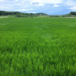 有機米 白米5kg 10枚目の画像