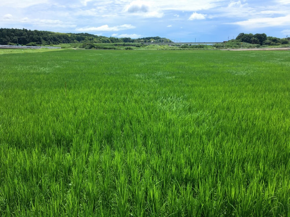 特別栽培米　白米10kg 10枚目の画像