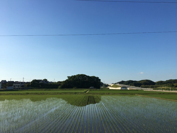 特別栽培米　白米5kg　 8枚目の画像