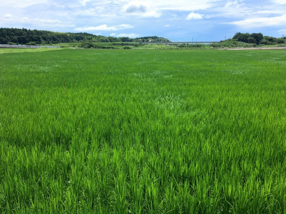 特別栽培米　白米5kg　 10枚目の画像