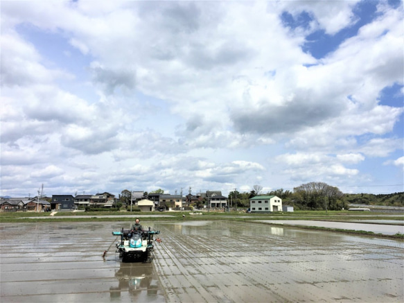 有機米 玄米10kg 5枚目の画像