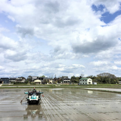 特別栽培米　玄米10kg 5枚目の画像