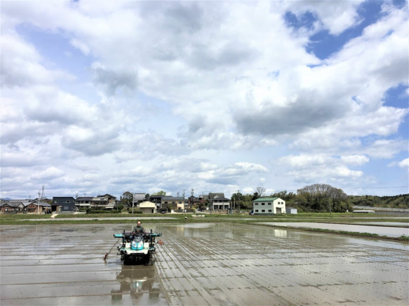 特別栽培米　玄米10kg 5枚目の画像