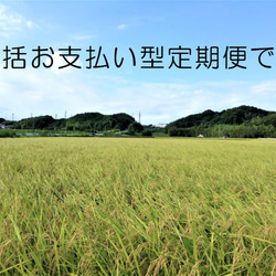 【定期便12回】特別栽培　玄米5kg 2枚目の画像