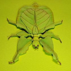 コノハムシの標本マグネット 5枚目の画像