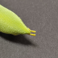 アオスジアゲハの幼虫 6枚目の画像