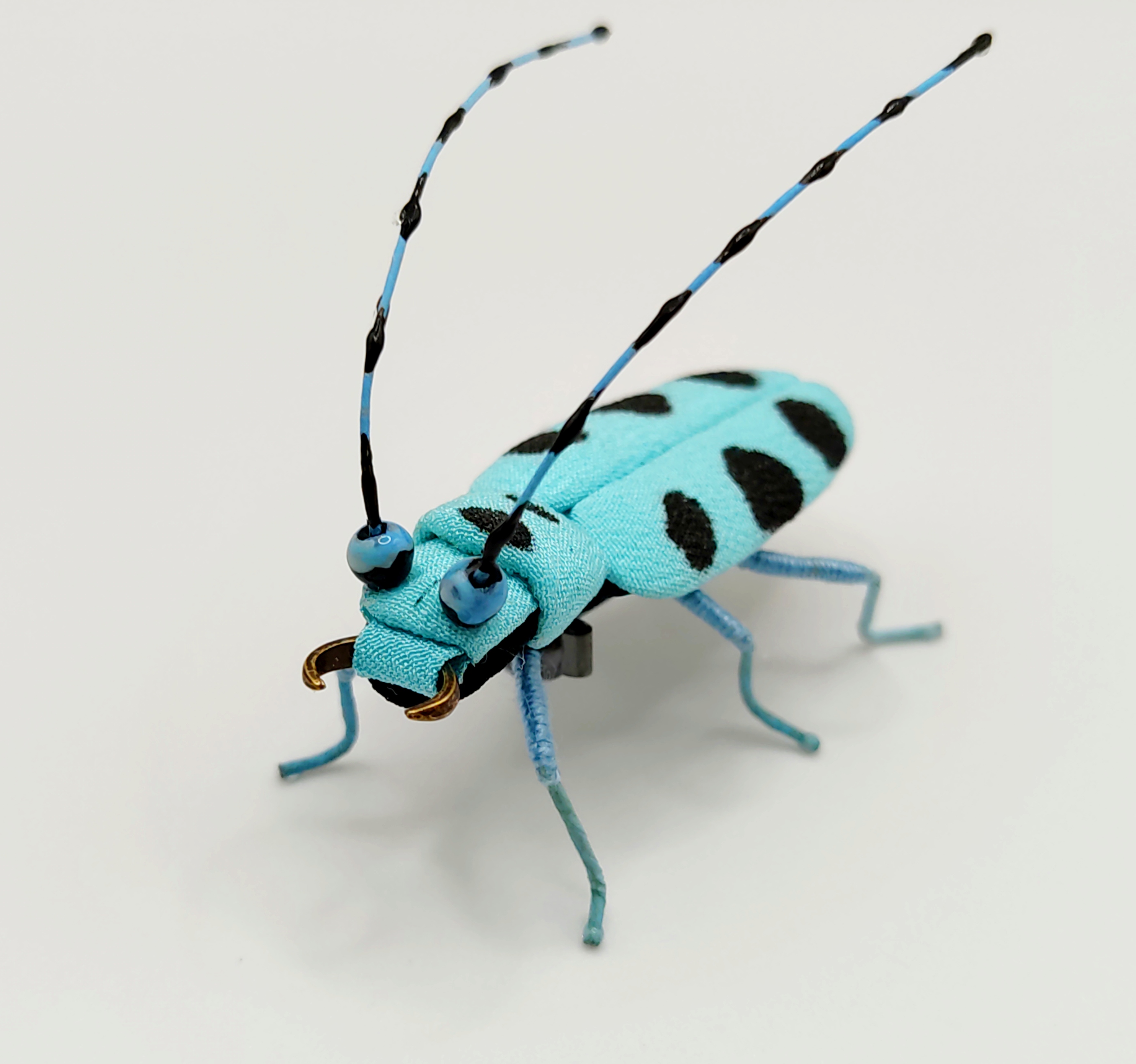 昆虫標本 ルリボシカミキリ 羨ましかっ