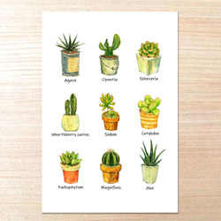 選べるポストカードセット（5.植物図鑑） 1枚目の画像