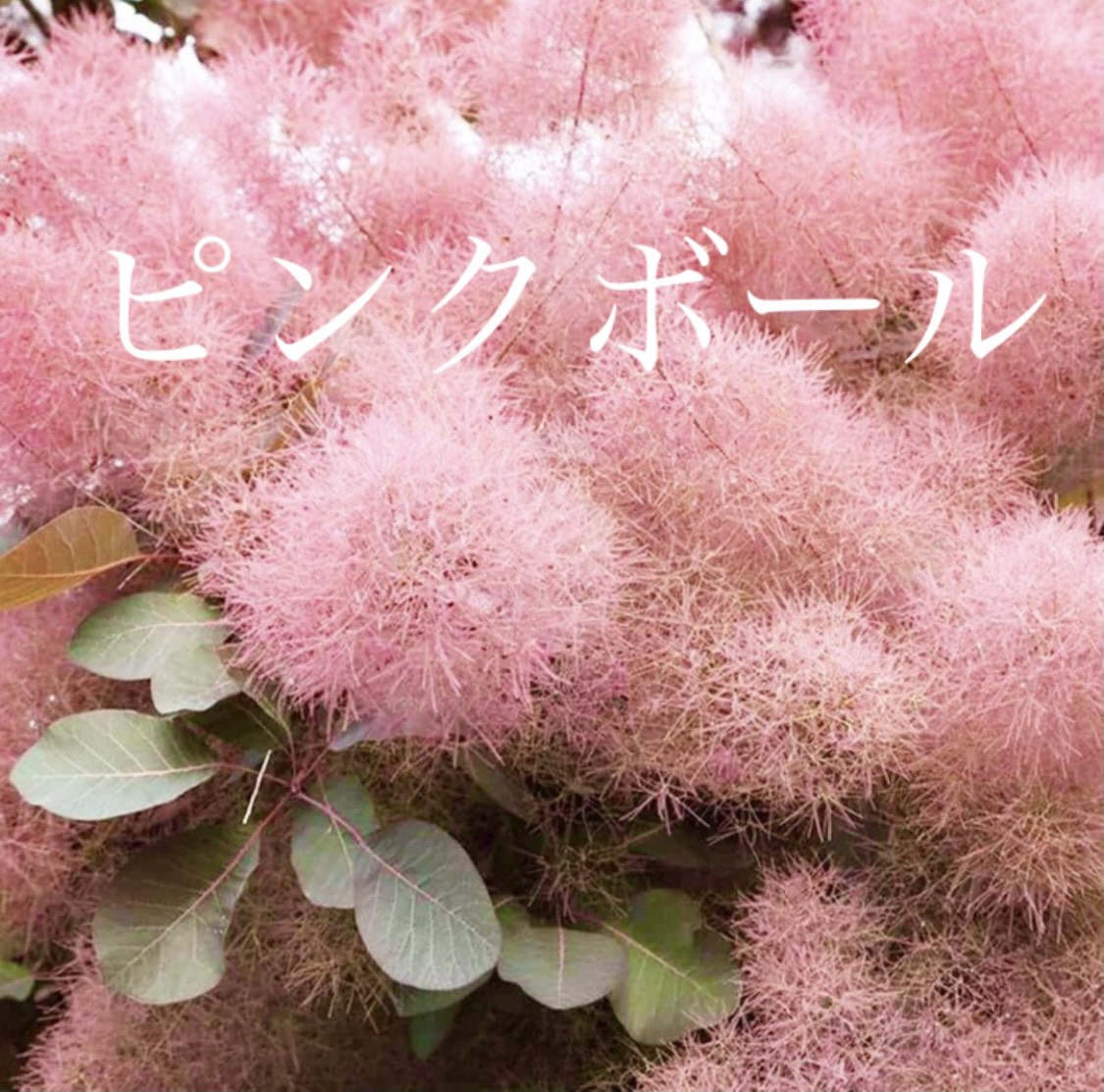 スモークツリー　ピンク花　送料込み価格 植木 スモークツリー」の人気商品一覧 | 安い商品を通販サイト