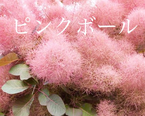 スモークツリーと小花のドライフラワーリース モーヴピンク スモークツリーと小花のドライフラワーリース モーヴピンク