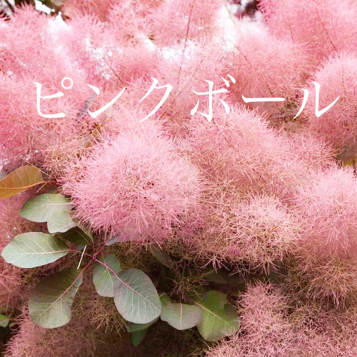 スモークツリー 苗 ピンクボール 苗木 ドライフラワー 森の小さなお