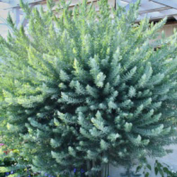 花芽付き♡アカシア　ブルーブッシュ　テラコッタ鉢植え　苗　苗木　ミモザ 花芽付き♡アカシア ブルーブッシュ テラコッタ鉢植え 苗 苗木