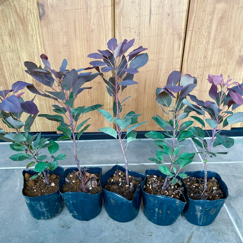 スモークツリー　大型苗木　【ベルベットクローク】 スモークツリー・ベルベットクローク 9cmポット苗 - Web-Garden 花光園
