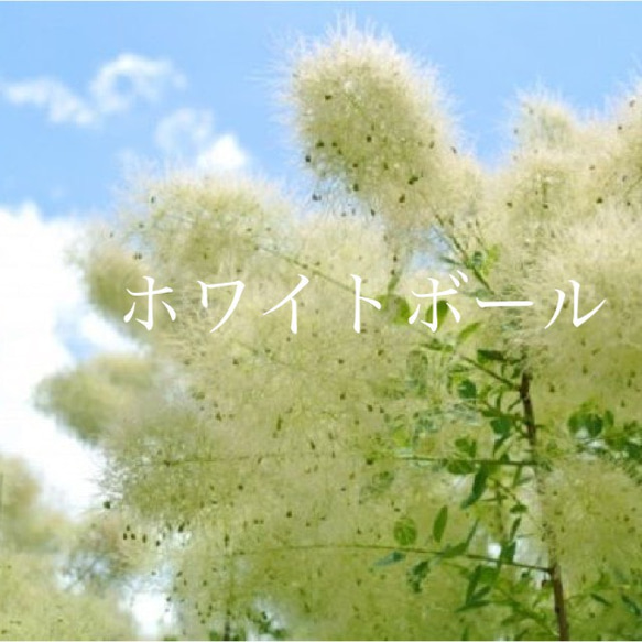 スモークツリー 苗 ホワイトボール 苗木 その他インテリア雑貨