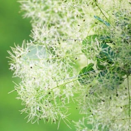 スモークツリー 苗 ホワイトボール 苗木 その他インテリア雑貨 森の