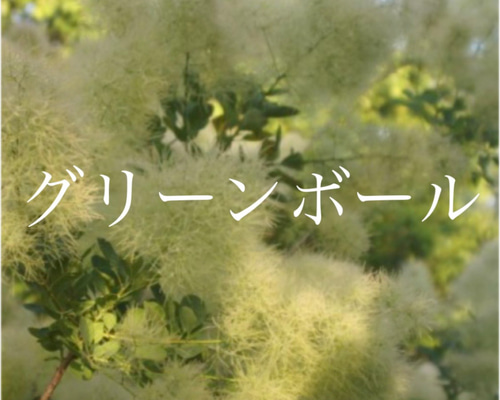 スモークツリー 苗 グリーンボール 苗木 雌株 ドライフラワー 森