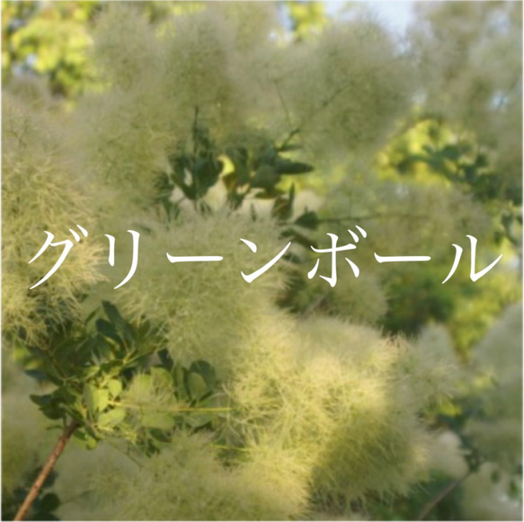 おまとめ 全3点 全て花芽付き グリーンボール スモークツリー 苗 苗木 雌株 スモークツリー 苗 グリーンボール 苗木 雌株 ドライフラワー 森